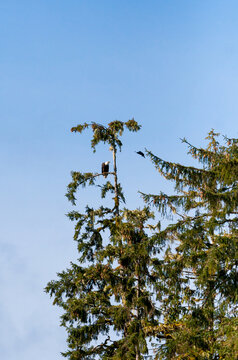 A Bald Eagle perched in a tree in Ketchikan, Alaska