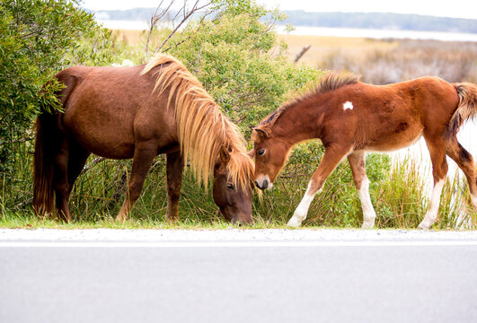 A young wild pony foal with its mother at Assateague Island, Maryland