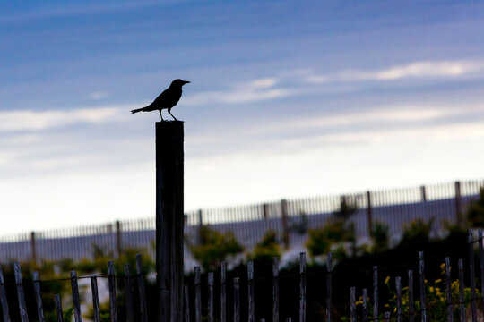 Silhouette of a Boat-tailed Grackle perched on a fence post at Assateague Island National Seashore, Maryland