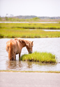 A wild pony grazing on marsh grasses at Assateague Island National Seashore, Maryland