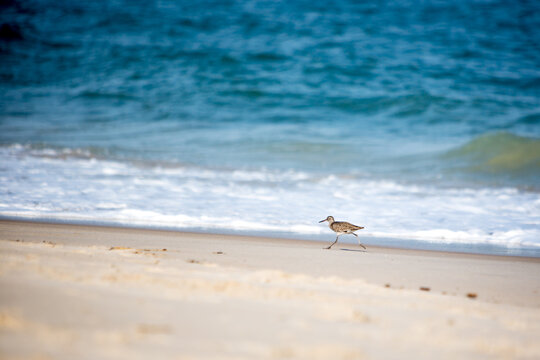 A Willet running by the ocean at Assateague Island National Seashore, Maryland
