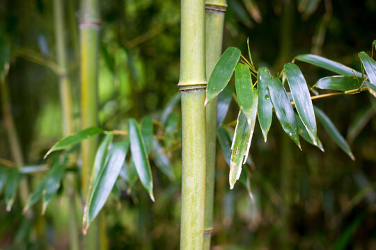 Stalks of bamboo in a bamboo grove