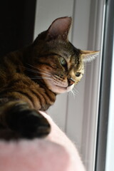 cute bengal cat out relaxing at home  © MW Photography 