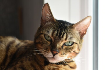 cute bengal cat out relaxing at home  © MW Photography 