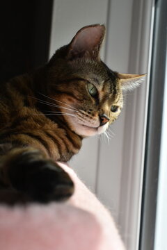 cute bengal cat out relaxing at home 