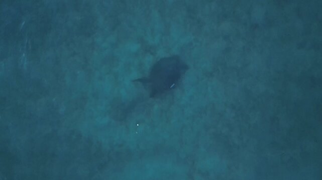 Sea turtle swimming with plastic contaminated ontaminated ocean pollution. Best aerial view drone