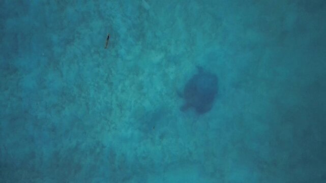 Sea turtle swimming with plastic contaminated ontaminated ocean pollution. Magic aerial view drone
