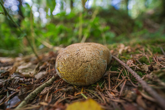 Close up macro shot of a common earthball fungus Scleroderma citrinum on woodland floor in Cornwall