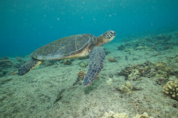 Green sea turtle swimming underwater near Hawaii © willtu