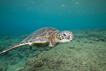 Green sea turtle swimming underwater near Hawaii © willtu