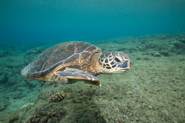 Green sea turtle swimming underwater near Hawaii © willtu