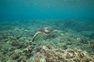 Green sea turtle swimming underwater near Hawaii © willtu