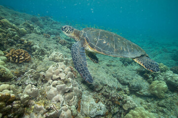 Green sea turtle swimming underwater near Hawaii © willtu