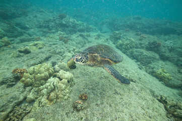 Green sea turtle swimming underwater near Hawaii © willtu