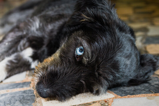 A dog with blue eyes laying on the ground and looking at the camera. A dog with blue eyes. Dog looking at the camera. Dog resting