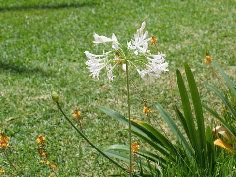 Single White Agapanthus Flower in Full Bloom
