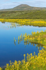 Obraz premium Lake in tundra