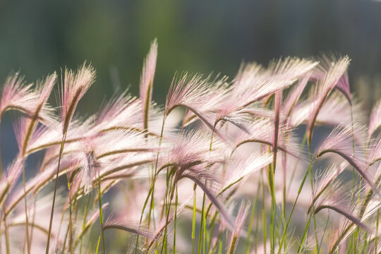 Mountains meadow