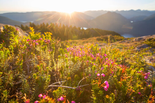Sunny meadow