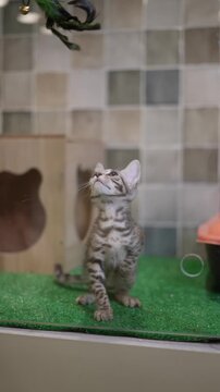 Playful Savannah-Type Kitten Reaching for Feather Toy