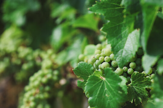 Close‑up detail of Chardonnay grapes ripening in Burgundy, France, showcasing wine culture, agriculture, summer growth, and natural vineyard beauty.