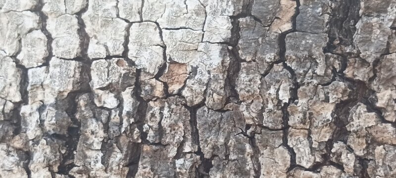 bark of a tree