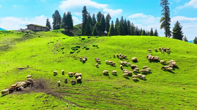Sheep grazing across a vivid alpine meadow in Xinjiang, with conifer forest, rustic cabin, blue sky, and rolling green hills, supporting tourism and pastoral lifestyle themes.