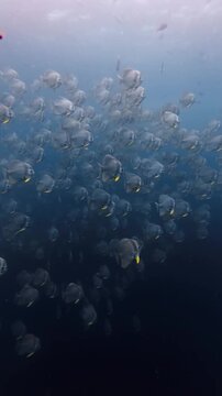 Vertical shot of a large school of orbicular batfish Platax orbicularis swimming together in deep blue ocean water