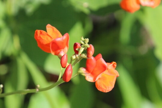 Beans In Bloom