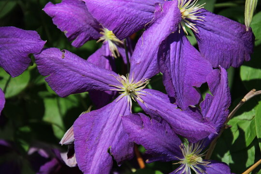 purple flowers in the garden