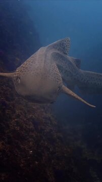 Vertical close up shot of a leopard shark Stegostoma tigrinum swimming slowly along a dark coral reef wall in deep ocean water