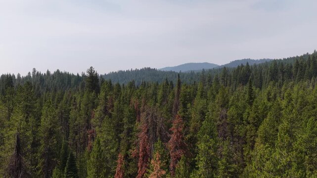 Aerial of dense coniferous forest in Boise National Forest Idaho with rolling hills and mixed evergreen trees under a cloudy sky