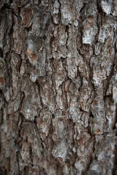 Close-up texture of rough old tree bark.