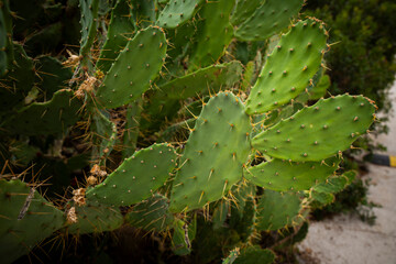 Close-up shot of green prickly pear cactus pads with sharp needles and spines © Natalia