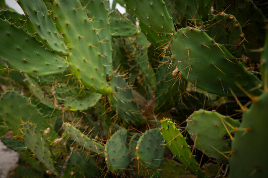 Green prickly pear cactus bush growing outdoors with flat pads and sharp spines.