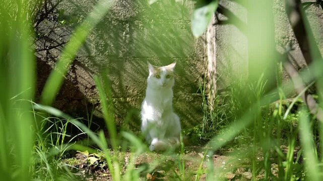 Gata tranquila 