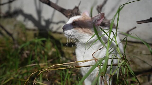 Gata descansando al sol 