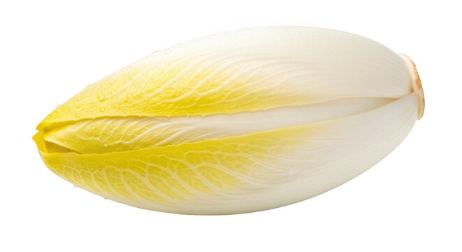 Fresh raw belgian endive head isolated on transparent background