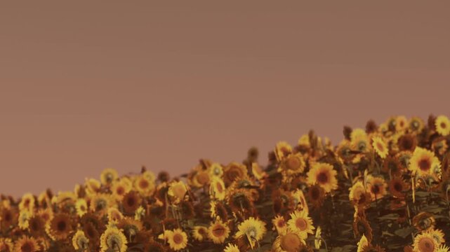 Sunflowers fill a hillside under a warm sky at sunset. The landscape shows a variety of sunflowers reaching towards the light. Nature is in full display during this evening moment.