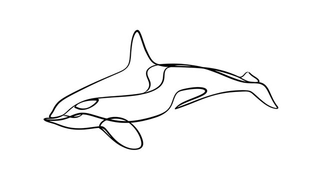 Minimalist orca whale line art white background.
