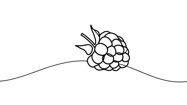 Blackberry line art illustration white background.