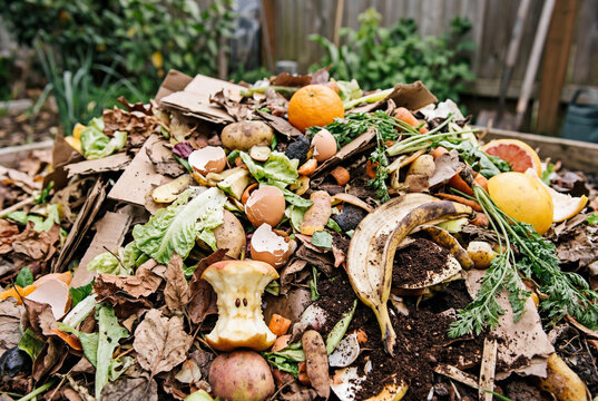 Organic food waste and vegetable scraps in a garden soil composting pile