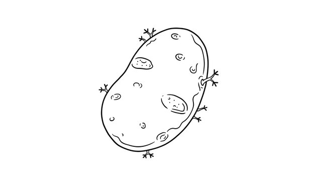 Hand drawn amoeba illustration white background.