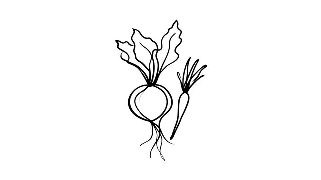 Hand drawn beetroot with leaves white background.