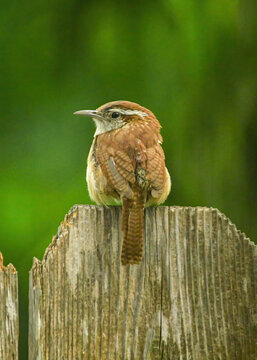 A Carolina Wren perched on a garden fence