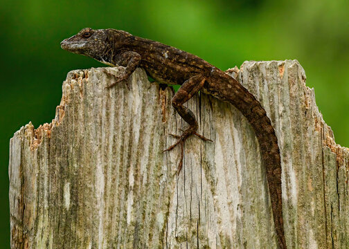 Brown Anole Lizard perched on a garden fence.