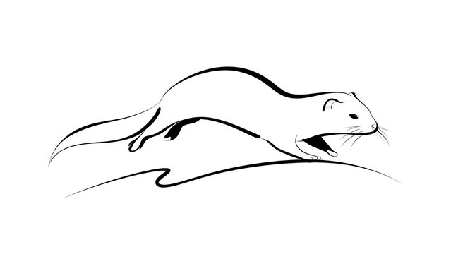 Minimalist weasel line art illustration white background.