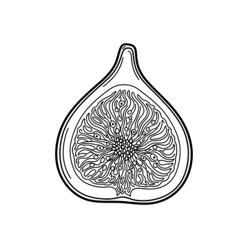 Hand drawn minimalist line art illustration of a fresh halved fig fruit