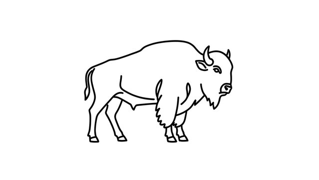 Bison line drawing illustration white background.