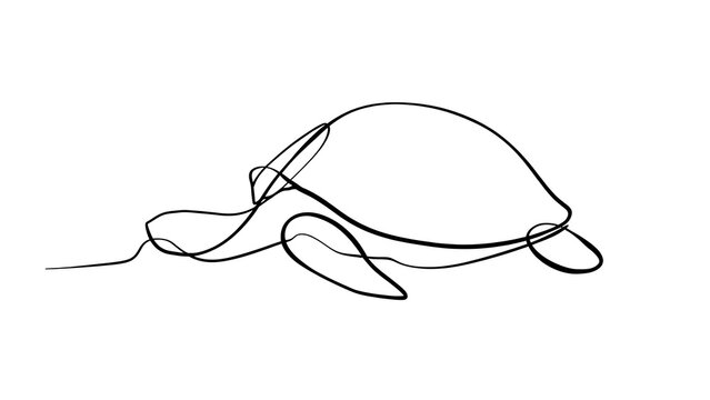 Minimalist turtle line drawing white background.